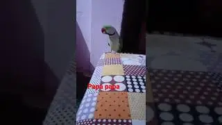 Friendly Talking Parrot calling Papa papa in Lokdown #shorts #short #shortvideo #shortvideos #status