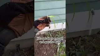 Removing Nutsedge Weeds From Flowerbeds