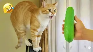 You Laugh You Lose 💀 Funniest Cats and Dogs 2026 🐾💜 Part 4
