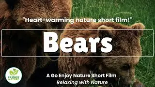 Majestic Black and Brown Bears in Nature's Wild: Heart-Warming and Twisted Suspenseful Short Film
