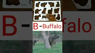 B | Best Learn Shapes with Animals Shape Matching Puzzle | Preschool Toddler Learning Kids Toy Video