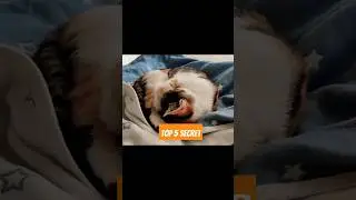5 Cat Secrets You Won't Believe! #shorts