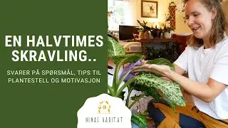 En s&oslash;ndag med skravling | Svarer p&aring; sp&oslash;rsm&aring;l, tips til plantestell, motivasjon og opprydning