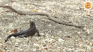 Iguane VS serpents : tension maximale - ZAPPING SAUVAGE .dangerous animals