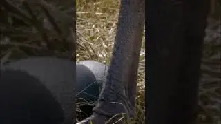 Emu Eggs' Survival: The Unbelievable Secret #wildlife #animals #australia