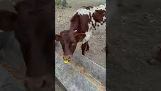 Giving our calf a flower 🌻#homestead #texas #longhorn #heifer #calf #cute #fun #flower #viral