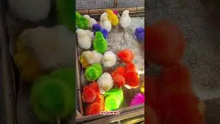Feeding Cute Chicks #cutechicks #chickenwwl #chickens #tweets #trendingshorts #colorfulchickens