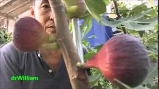 Khurtmani Fig (ara red israel)