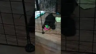 black shih tzu playing with ball