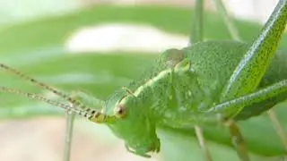 Speckled Bush-cricket - Leptophyes punctatissima - Runnaspretta - Skjaldskvettur