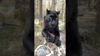 The Flying Panther 😂