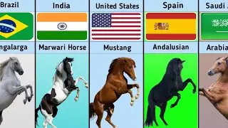 Horse Breed From Different Countries Part-1 || Data Compression || Digital Mehfuz || DM