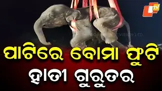 Elephant in Critical Condition After Consuming Explosive, Shifted to Kapilas Centre