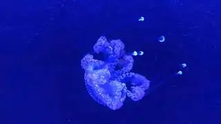 White-spotted Jellyfish