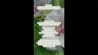 Marshmallow | Plant Spirit Herbalism | The Plant Spirit Channel