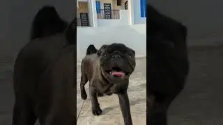 Cute 4 Month old Pug Puppy running #cutedog #cutepuppy #blackpug