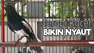 TERAPI KACER GACOR NGEPLONG INI DIJAMIN BIKIN LAWAN LANGSUNG NYAUT & GACOR