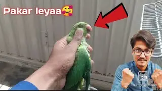 How to catch Green parrot in hand