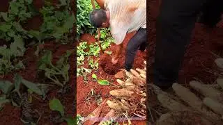 Giant Yam Unearthed! Grandpa Digs Up a 