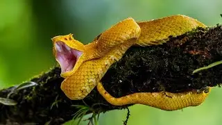 Top 10 Most Aggressive Animals in Central America