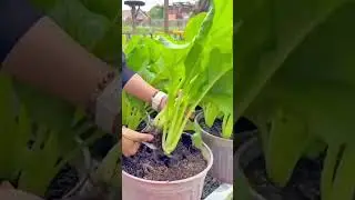 Harvesting leafy greens from container soil by cutting stems carefully for fresh vegetable use up
