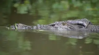 Large Saltwater Crocodile on the Daintree River, North Queensland