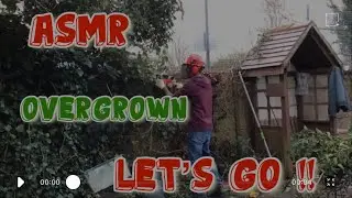 ASMR.Overgrown Ivy wall.Real time