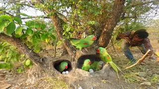 Video to the horror of parrots and men seeing parrots laying eggs in many holes and beautiful