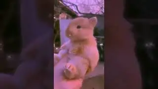 Soft video 🔥 #shorts #soft #animals #shortvideo #softvideos