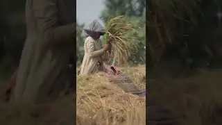 Hard Work, Big Rewards: Rice Harvest 🌾| #HarvestTime #ruralfarming