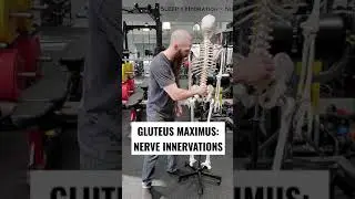 NERVE INNERVATIONS FOR THE GLUTEUS MAXIMUS MUSCLE!!! #Shorts