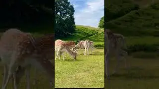 Beautiful Deer 😍 Animals videos #shorts #deer #deerhunting #deers #animals #viral