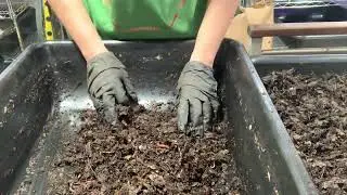 Wool in worm vermicompost bins 100% gone in 4 weeks