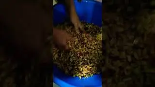 peanut sadeko making....#shorts #youtubeshorts #travelwithparas