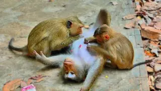 Lovely Family! Looking at big pregnancy monkey Liby laying and got sweet grooming from Rainbow..