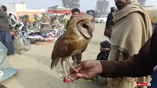Oollo🦉 Nowshera Birds Mela Rate Updates😱 | #viral #youtube 