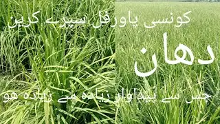 Best time for spray of potassium Boron in Rice