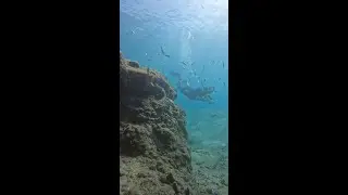 Too Shallow for Tanks, Too Deep for Snorkeling &ndash; Dive with Nomad Mini!