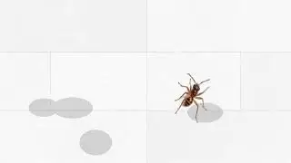 Catch the Ant (Indoor Cat Hunting Game) 🐜🐾  | Fast Ants on Screen for Kittens