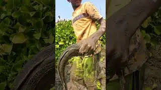 Huge Shol Fish Found Under Water Hyacinth #SholFish #GiantFish #HyacinthFishing #RuralFishing