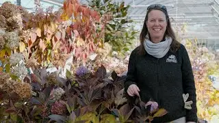 PETITTI | Winter Cold Protection for Hardy Outdoor Plants in Pots