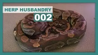 How to Avoid Stuck Snake Shed