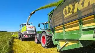 Claas Jaguar 970 mit neuen 600 Direct Disc bei Weidelgras-Silage mit Favorit 824 Turbo!