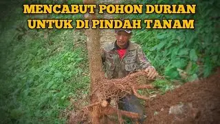 Cara MENCABUT pohon durian untuk di pindah tanam