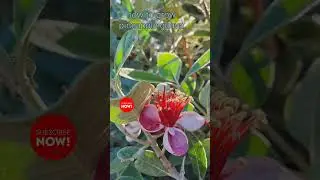 guava ki kheti🔥💯 #gk #organicfarming #prayagraj #agricultural  #shorts #agriculture #reels