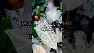 МОЯ КВАРТИРА ВНОВЬ СИЯЕТ ✨😏 #растения #цветы #алоказия #джунгли #plants #flowers #анапа #растение