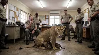 A Lioness Brought Her Cubs to a Ranger Station, What Happened Next Shocked Everyone