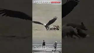 WOW! THE EAGLE CATCHES THE WOLF