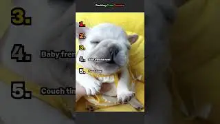 Ranking Cute Puppies