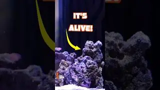 Aquarium Live Rock Is Much MORE Than Decoration!
